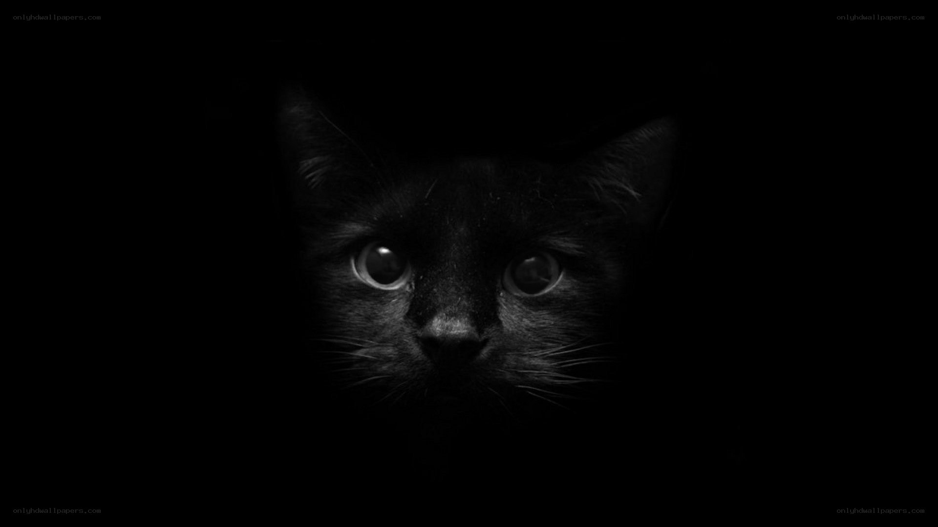black cat in darkness