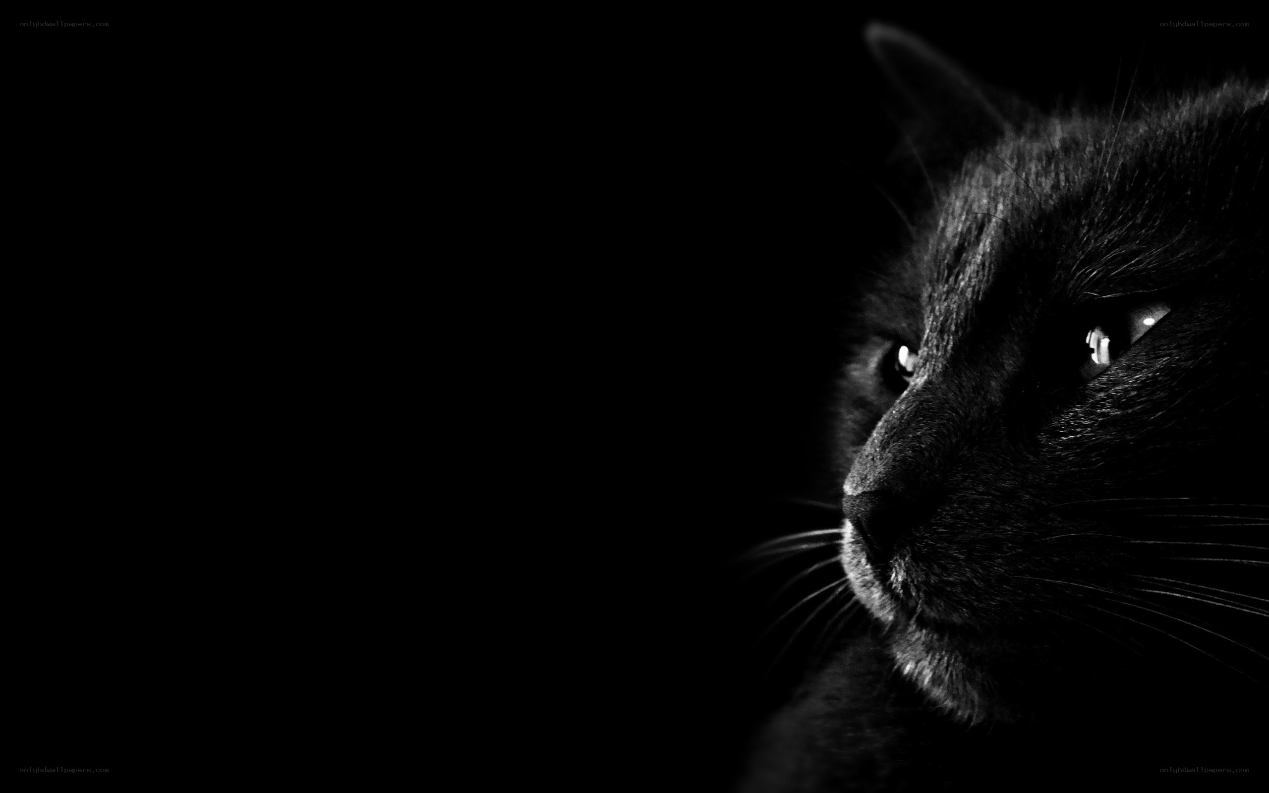 black cat in darkness