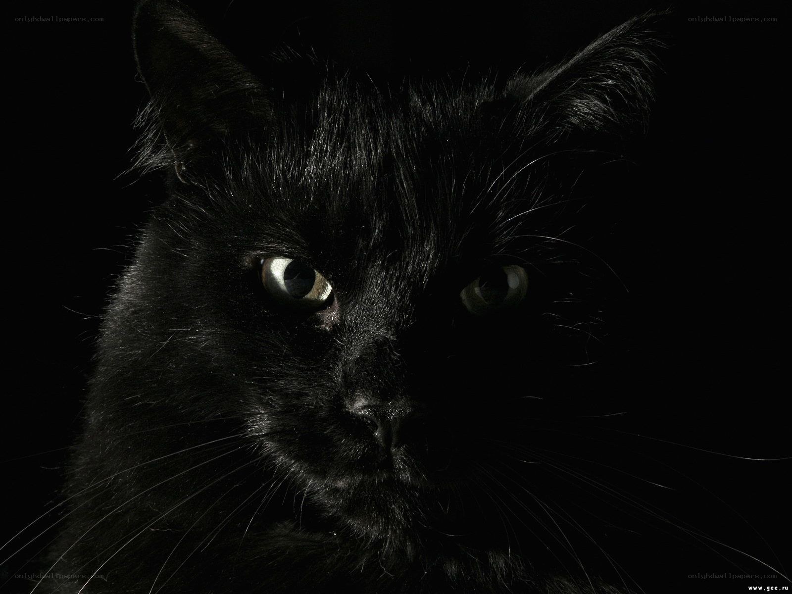 black cat in darkness
