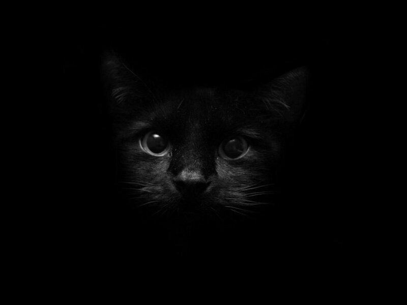 black cat in darkness