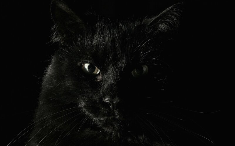 black cat in darkness