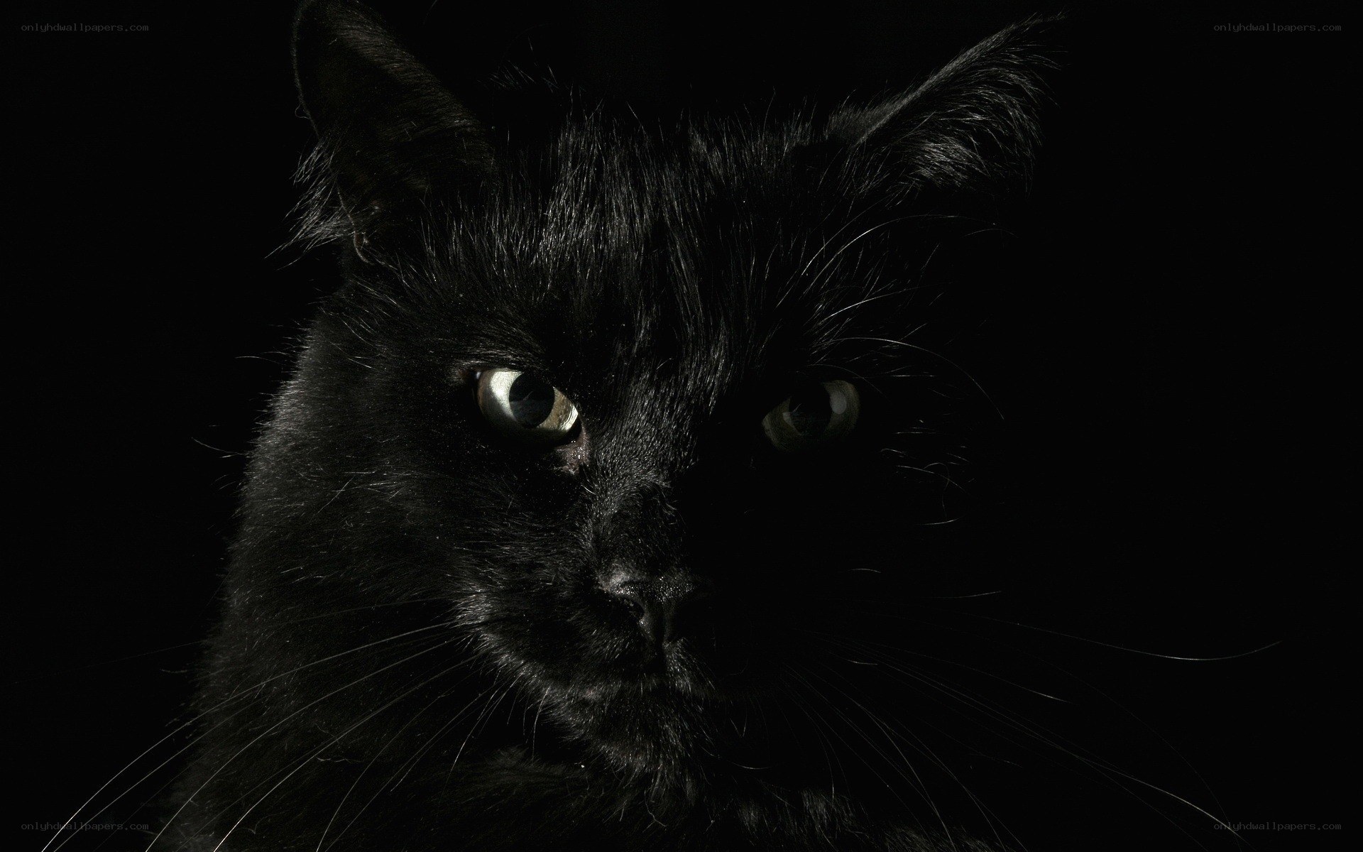 black cat in darkness