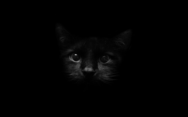 black cat in darkness