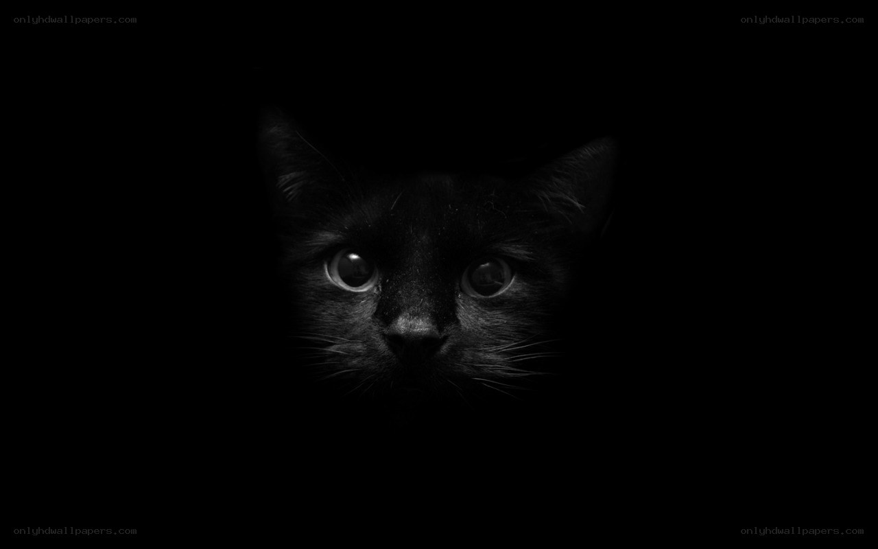 black cat in darkness