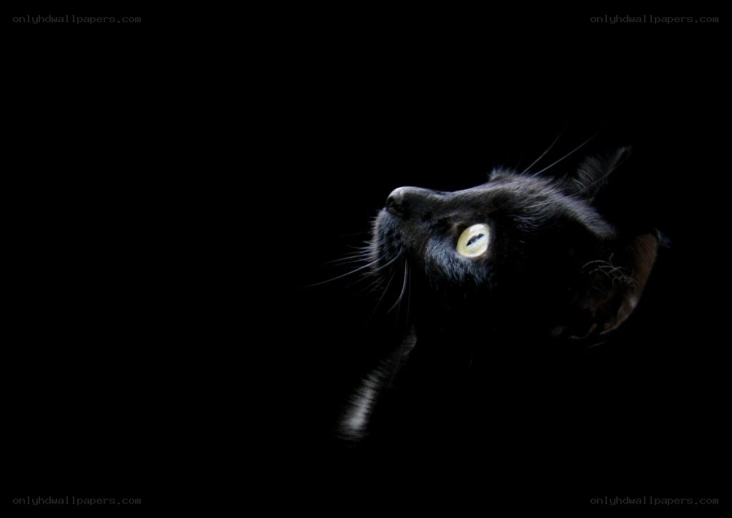 black cat in darkness