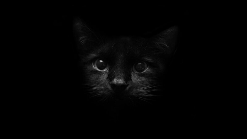 black cat in darkness