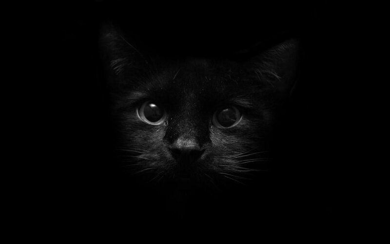 black cat in darkness