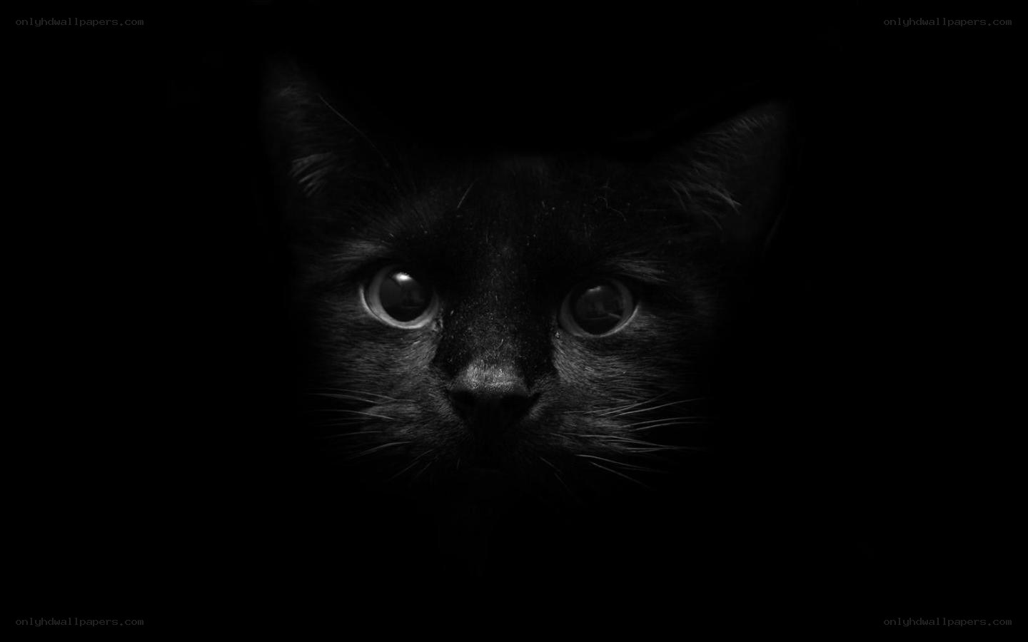 black cat in darkness