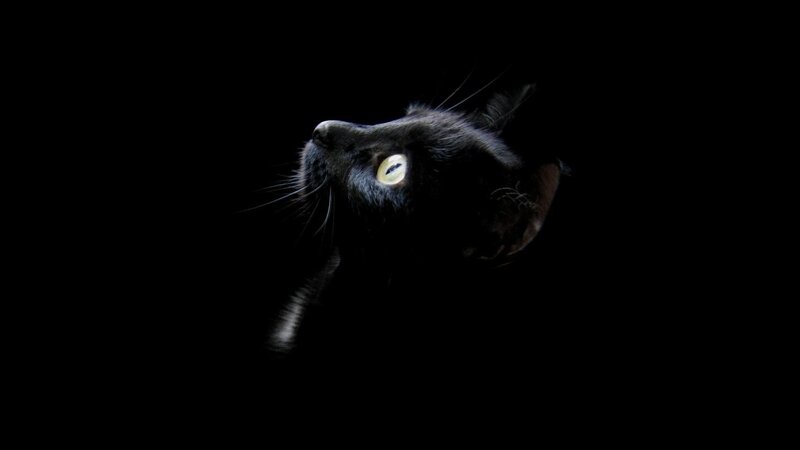 Black Cat in Darkness — Dramatic, Night, Photograph, Eye, White
