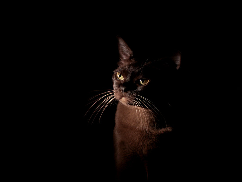 Black Cat in Darkness — Dramatic, Night, Photograph, Eyes
