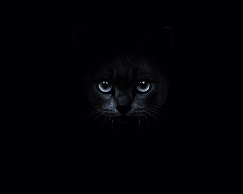 Black Cat in Darkness — Dramatic, Night, Photograph, Eyes, Whiskers, Dark Gray
