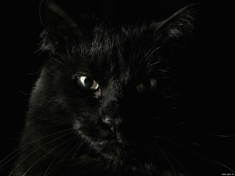 Black Cat in Darkness — Dramatic, Night, Photograph, Eyes, White