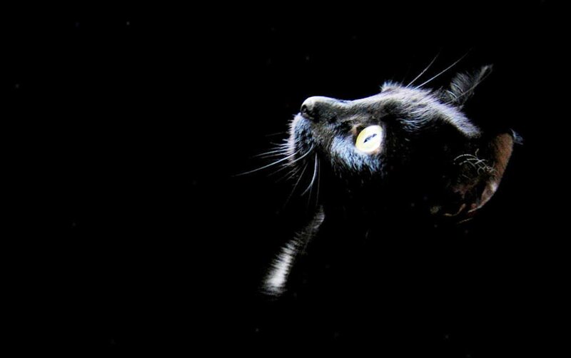 Black Cat in Darkness — Dramatic, Night, Photograph