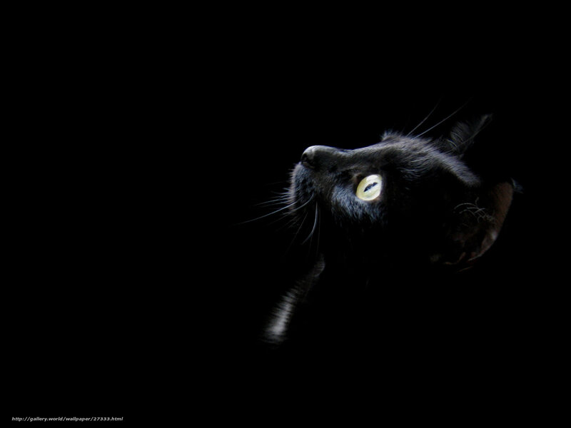 Black Cat in Darkness — Dramatic, Night