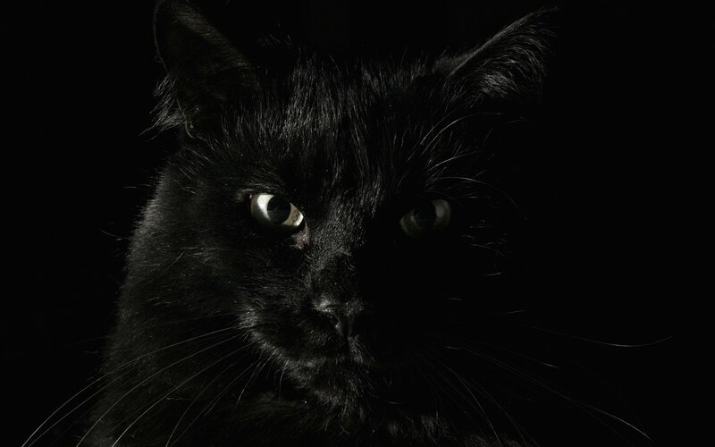 Black Cat in Darkness — Dramatic