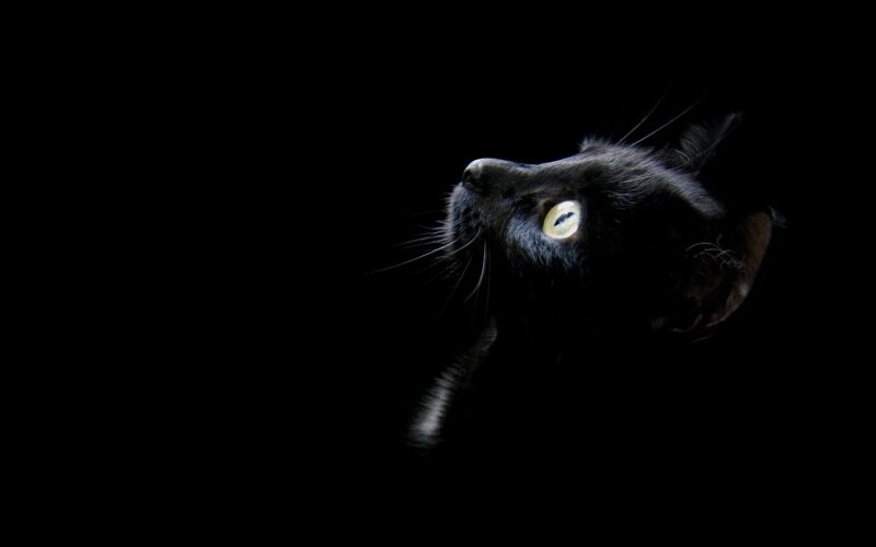 Black Cat in Darkness — Dramatic, White