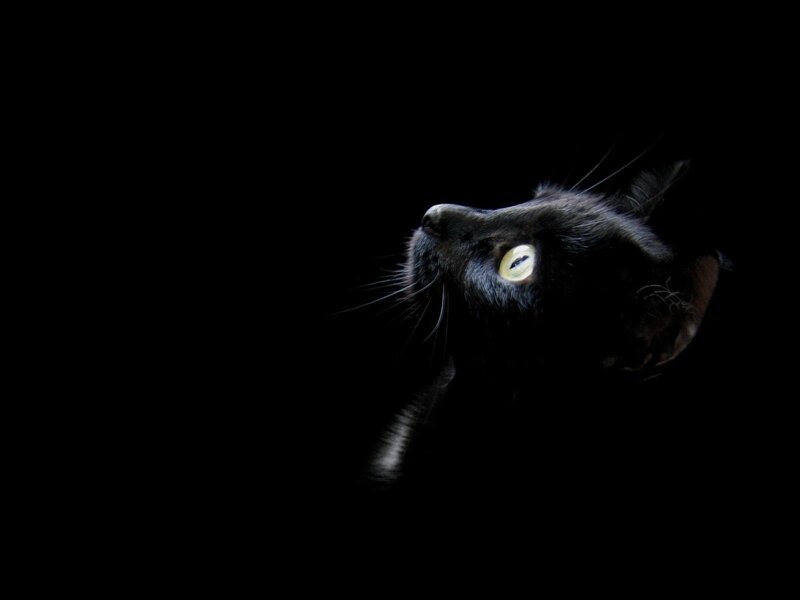 Black Cat in Darkness — Night, Eye