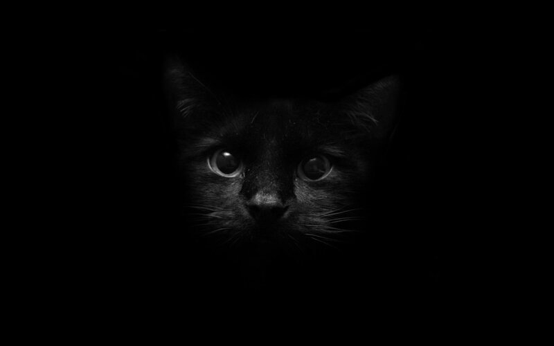 Black Cat in Darkness — Night, Eyes