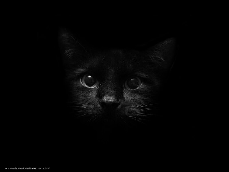 black cat in darkness