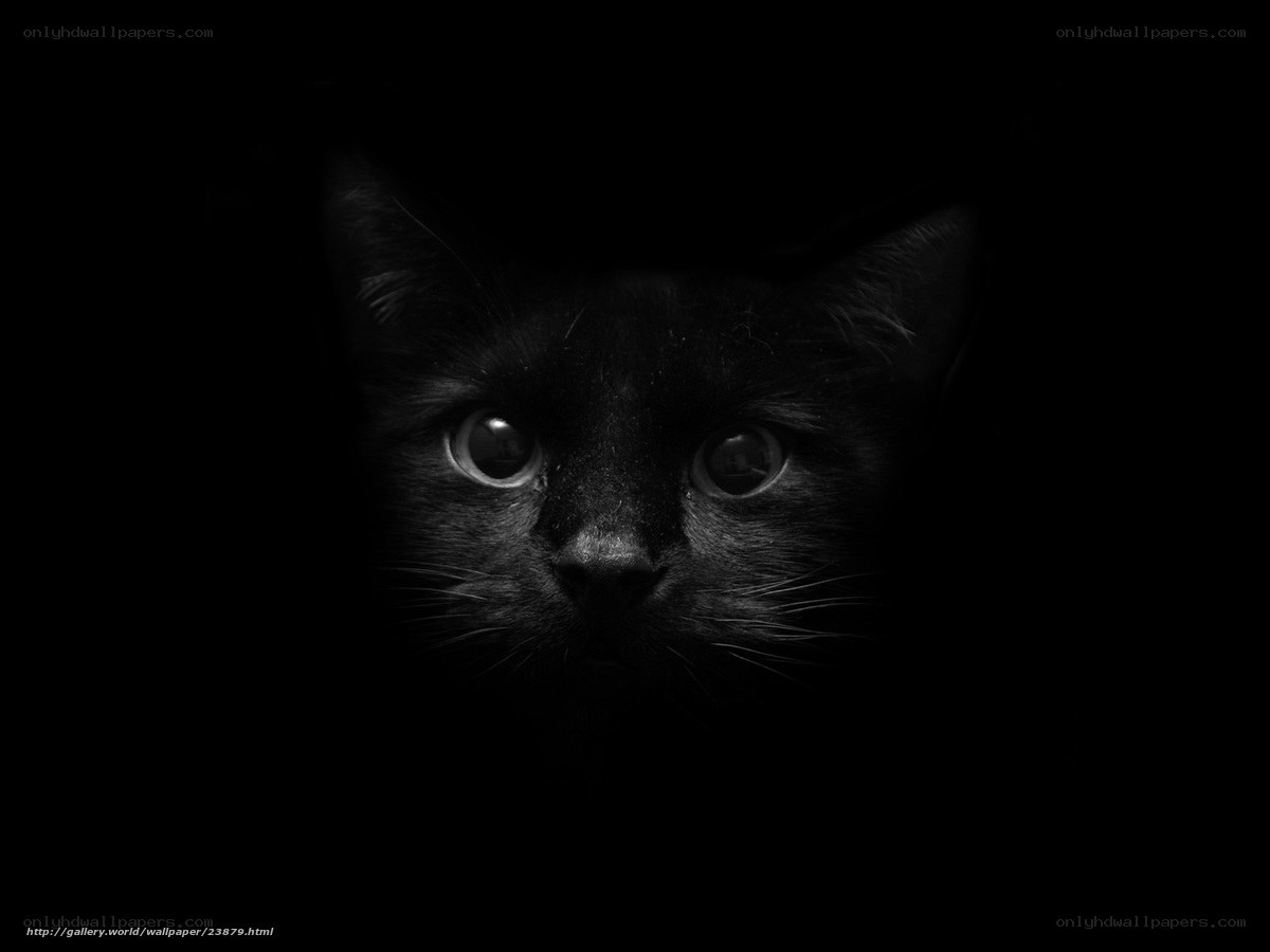 black cat in darkness