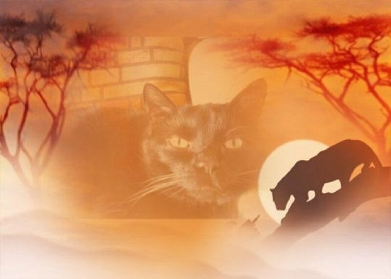 Black Cat in Desert