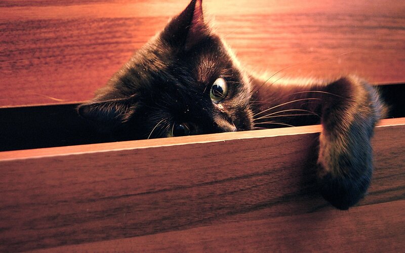 Black Cat in Drawer — Brown, Curious