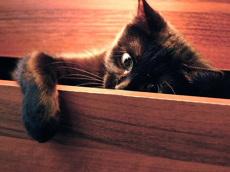 Black Cat in Drawer — Brown