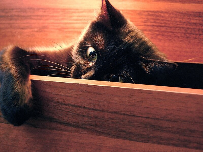 Black Cat in Drawer