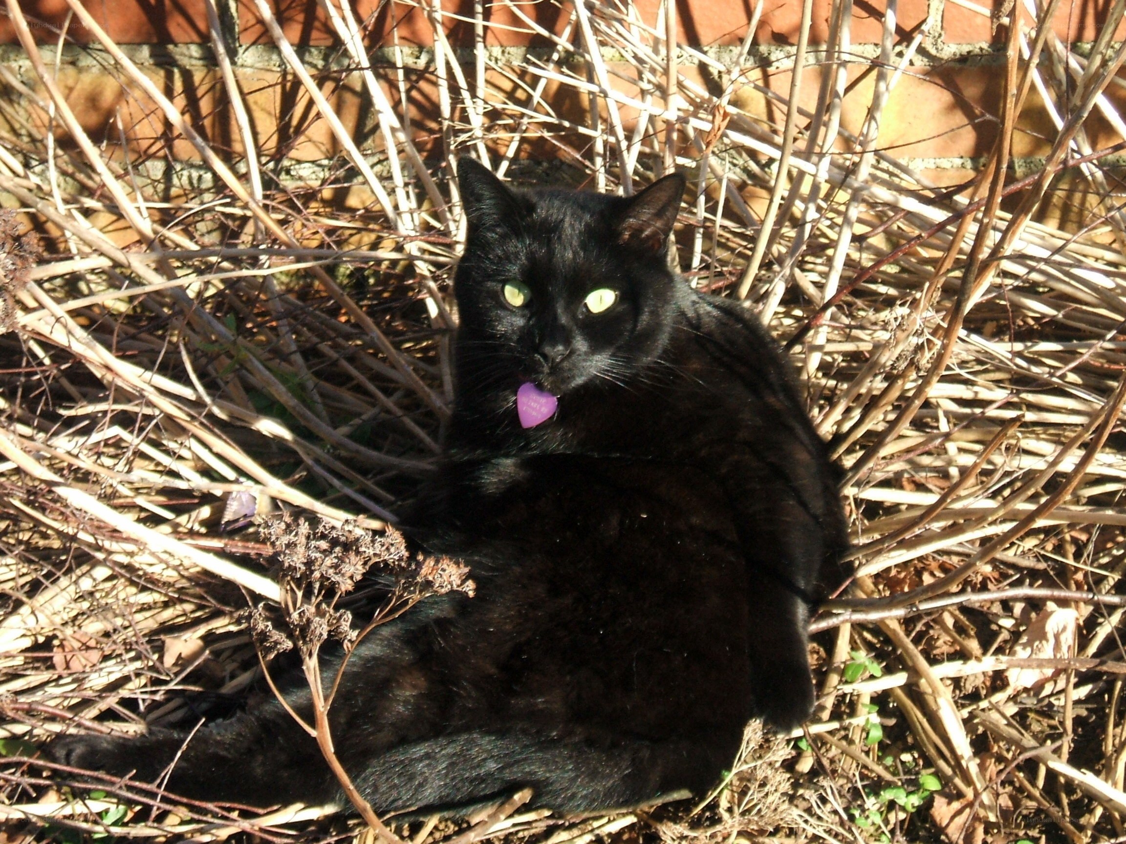 Black cat in dry brush