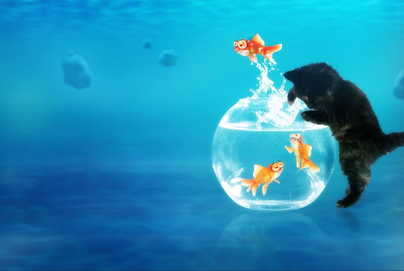 Black Cat in Fishbowl