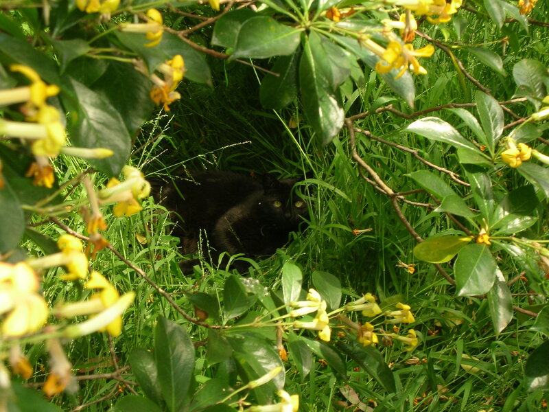 Black cat in flowering bush