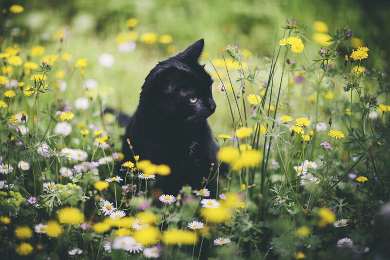 Black Cat in Flowers — Green