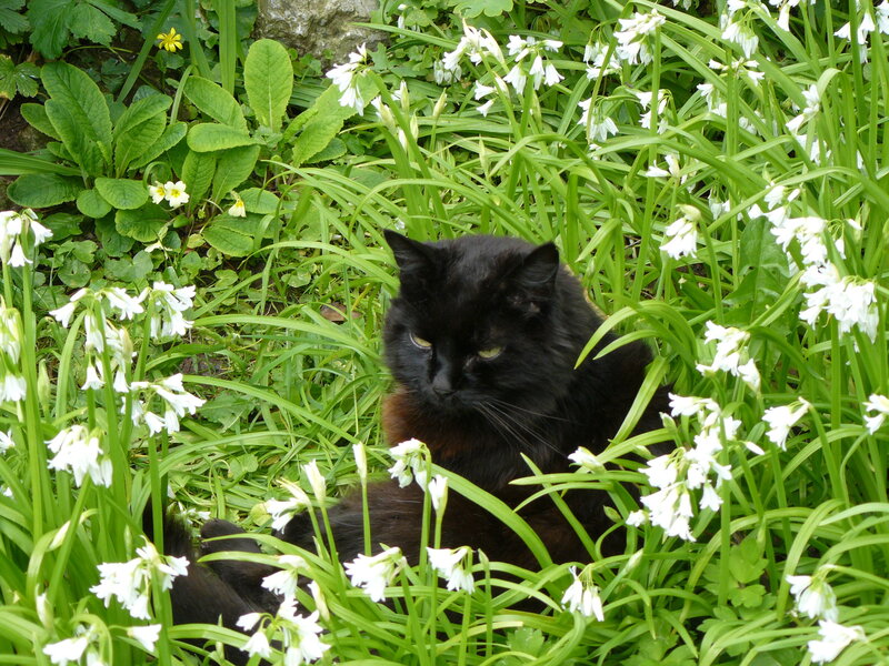 Black Cat in Flowers