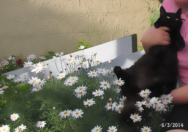 Black Cat in Flowers — White
