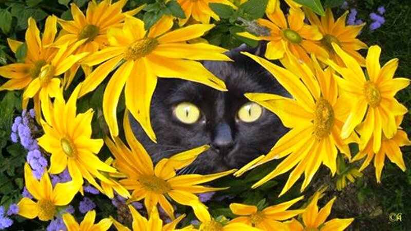 Black Cat in Flowers — Yellow