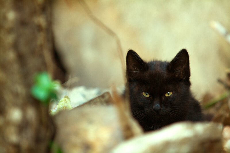 Black Cat in Foliage — Alert
