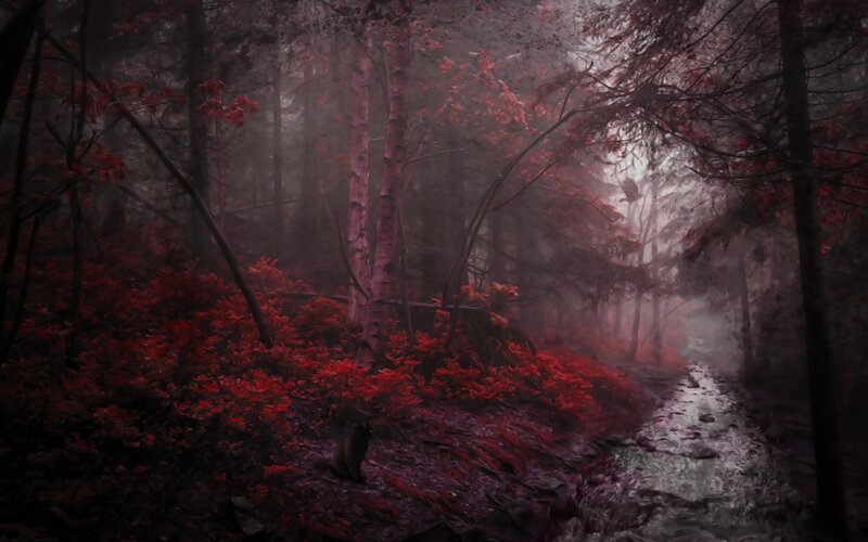Black Cat in Forest — Red
