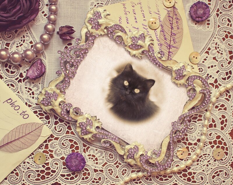 Black Cat in Frame