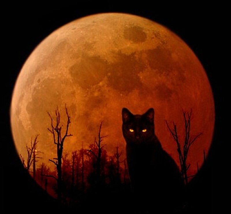 Black Cat in Front of Moon