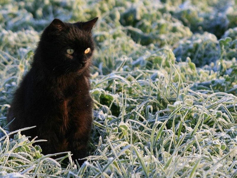 Black Cat in Frost