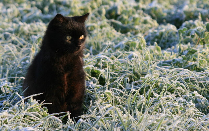 Black cat in frosty grass