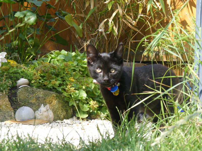 Black cat in garden