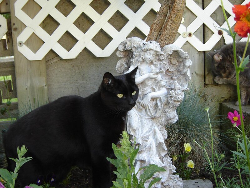 Black Cat in Garden — Calm, Afternoon