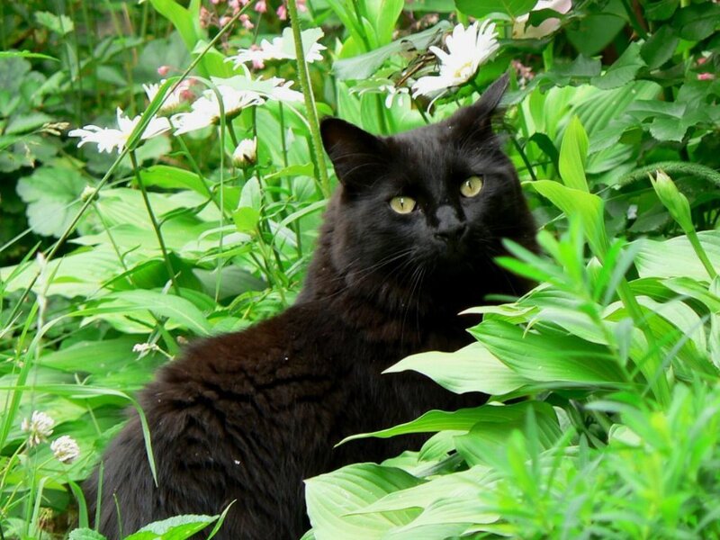 Black Cat in Garden — Calm