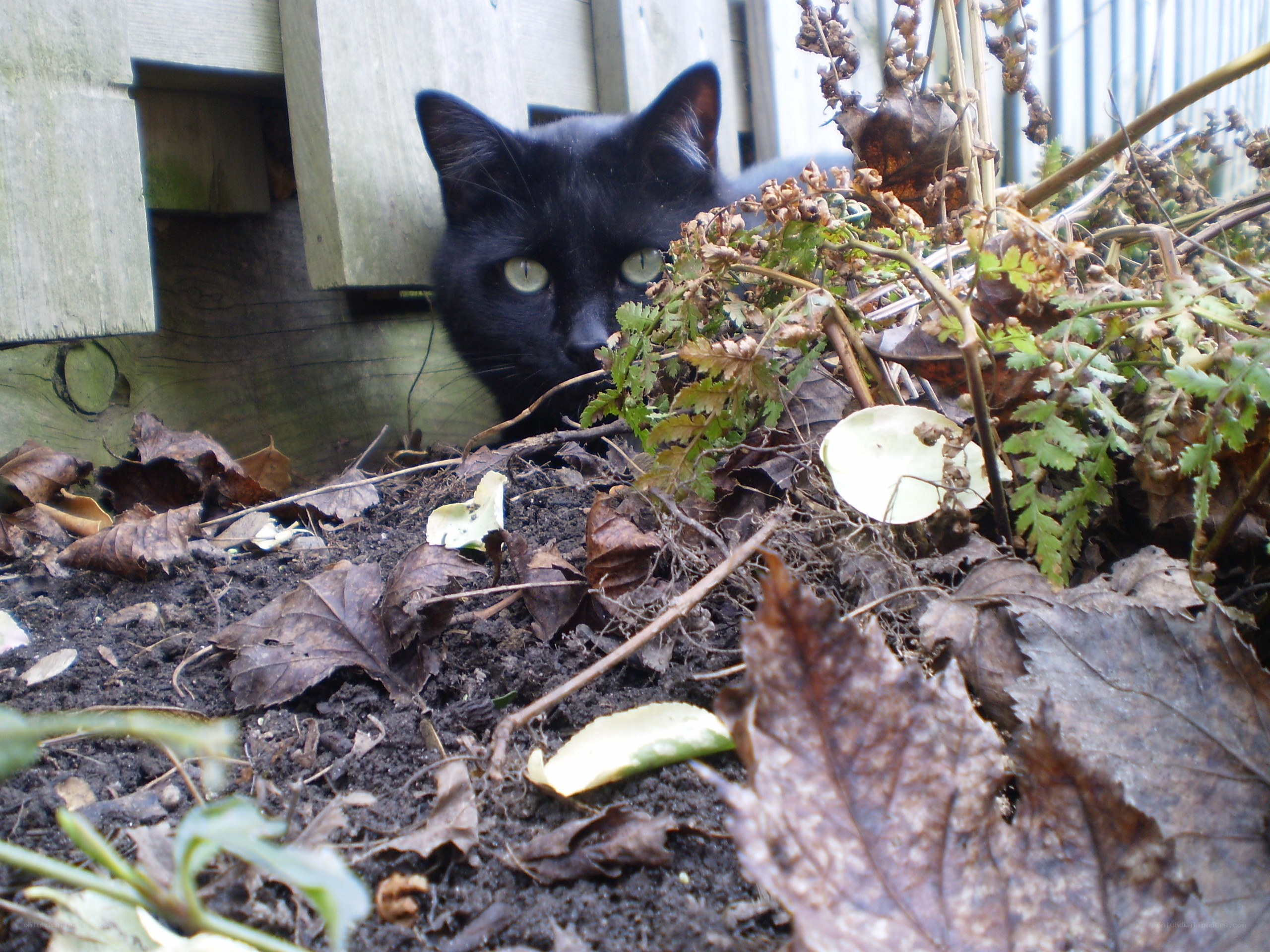 black cat in garden foliage