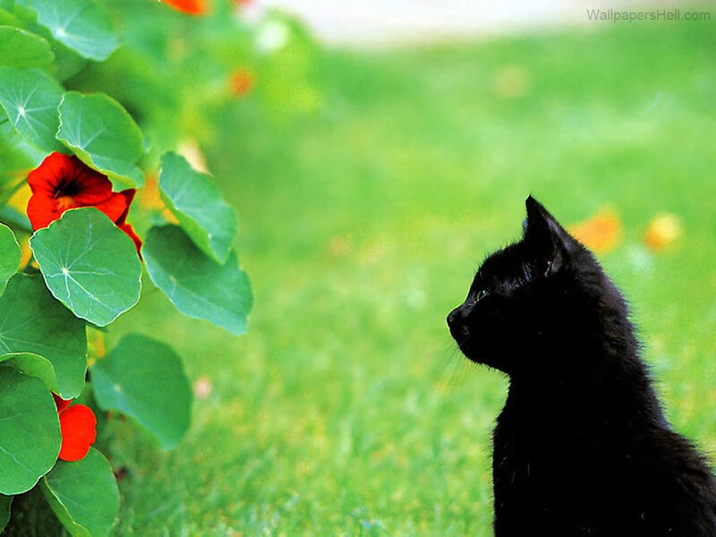 Black Cat in Garden — Green, Calm