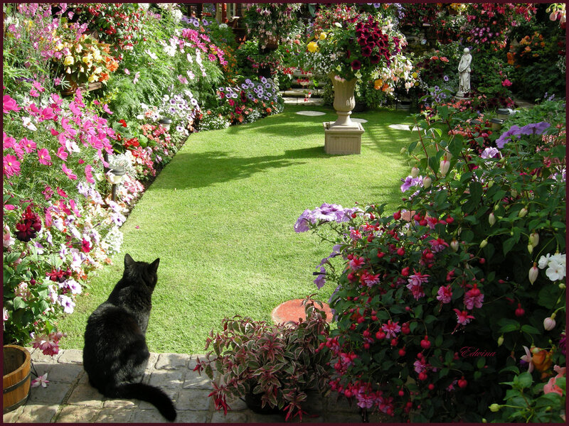 Black Cat in Garden — Green, Serene, Afternoon, Photograph