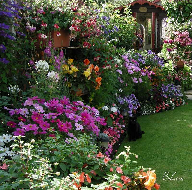 Black Cat in Garden — Green, Serene, Afternoon