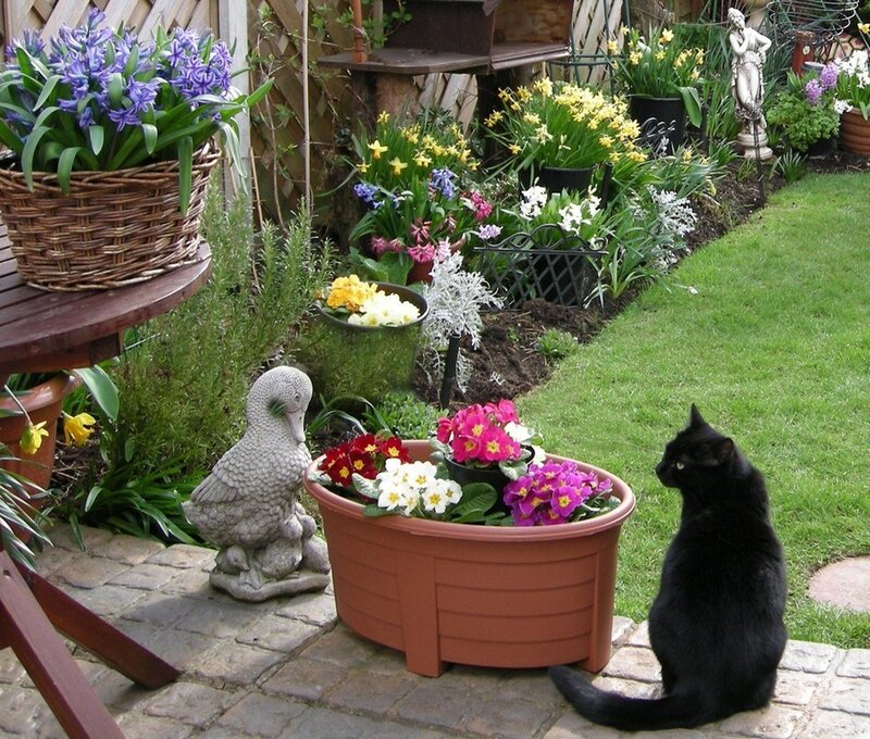 Black Cat in Garden — Green, Serene, Spring