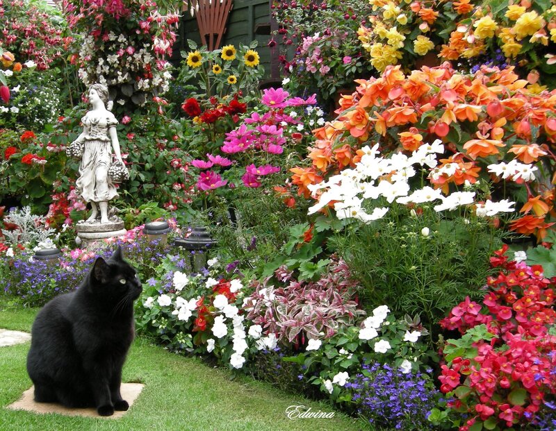 Black Cat in Garden — Green, Serene, Summer